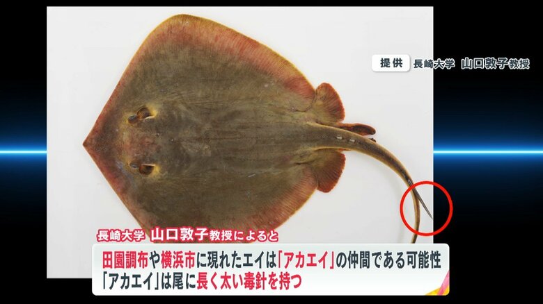 Fnnプライムオンライン アカエイ は尾に長く太い 毒針 を持っていて 刺されると危険だと指摘 エイとみられる生物に刺された人 足の甲です 激痛ですね じんじんしびれと しびれが膝の上まで上がってきたので恐怖心がとても 海外ではアカエイに