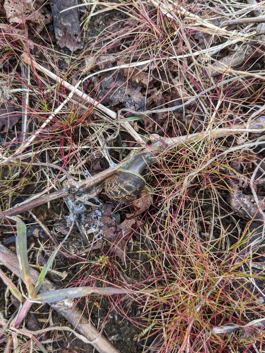 merindie1's tweet photo. #Gardensnails busy mating in vineyards
#timetogetiton #MetarexInov at Wrattonbully
@agnovatech @EldersLimited https://t.co/hfj97MgoRa