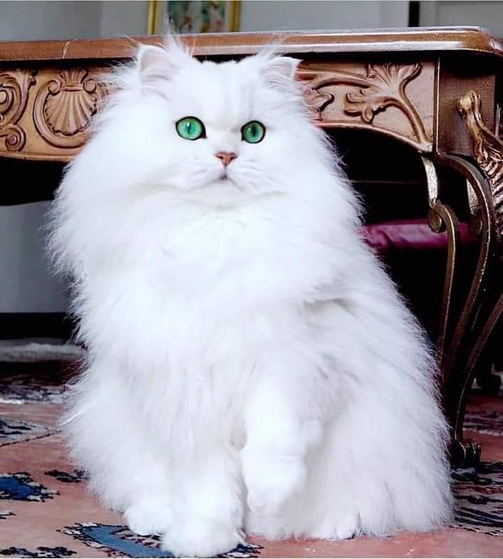 من يحب هالمخلوقات ❤️😍