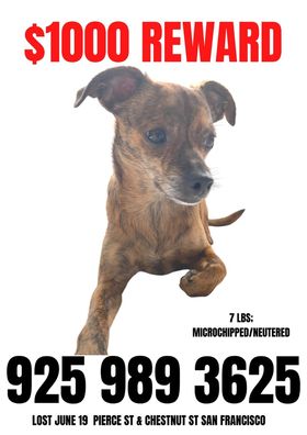 Muttville's tweet photo. Morty was lost in the Marina District but he could be anywhere now. His family misses him. Let's find Morty! https://t.co/LHWpf5DJP0
