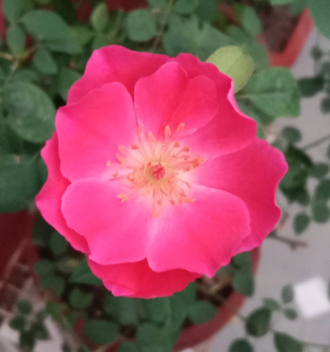 AshishRastogi12's tweet photo. This 😍 Do I need to say more?
#morningvibes
#simpledelights https://t.co/v3vkjmvbf0