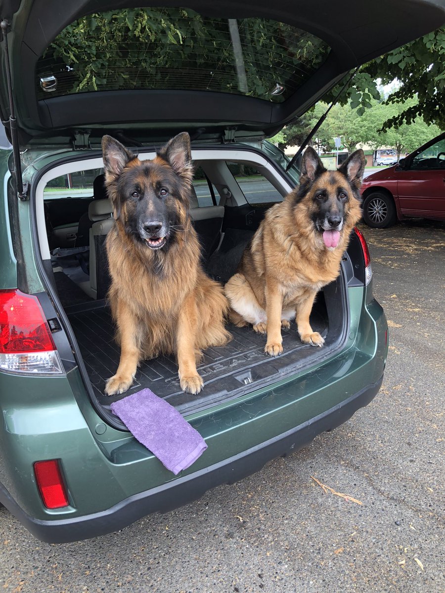 dingostewart's tweet photo. @Wolfiesmom My #GSDs, #Wolfee and #DaniGirl. They’re #ServiceDogs, and I leave my trunk open when I leave my car, so I never worry about them overheating in my car.  ❤️❤️ https://t.co/Kvnk4n043I