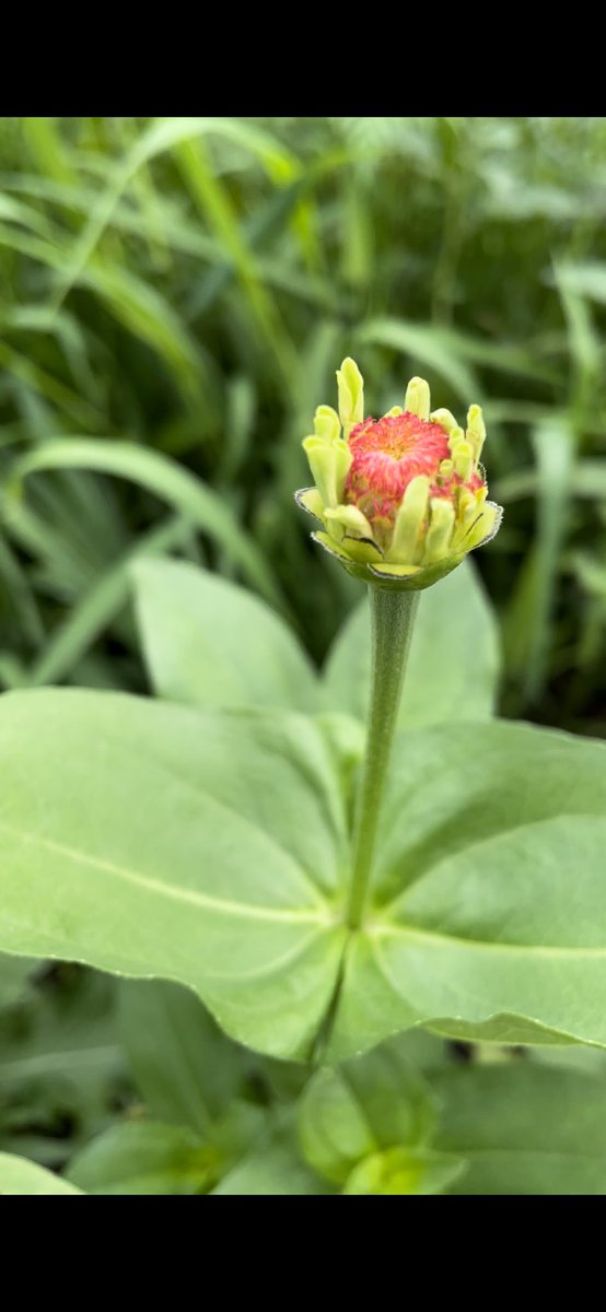 Brent__Merritt's tweet photo. You think we’re safe from frost for a couple weeks yet, @ellenbacca? My zinnias are SO close! https://t.co/B7A2JFVWfx