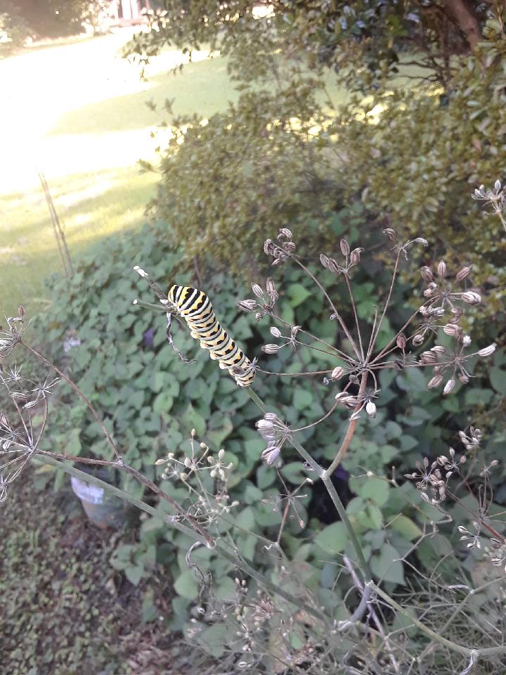 Black Swallowtail caterpiller