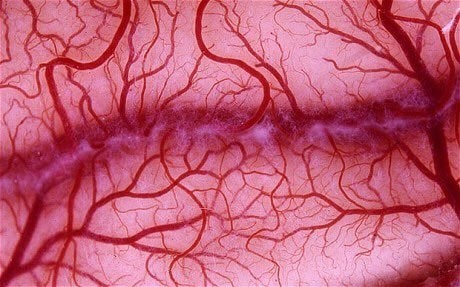 DonPJenn's tweet photo. @BasisOfCulture Rivers, blood vessels, tree branches and tree roots. https://t.co/gxQEIDNjqZ