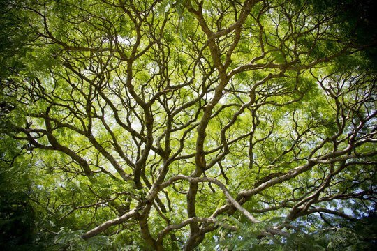 DonPJenn's tweet photo. @BasisOfCulture Rivers, blood vessels, tree branches and tree roots. https://t.co/gxQEIDNjqZ