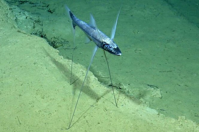 BrooksLucarelli's tweet photo. just found out about the tripod fish it looks so goofy - i love them!! just stands there and waits for food to go into its mouth https://t.co/qfSHbJztfs