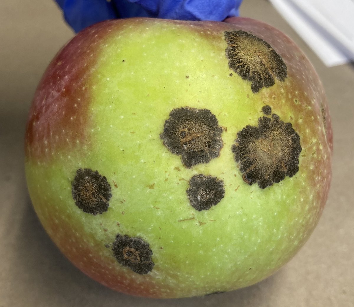 Fall means collecting data on #applescab. Apple scab is a significant issue in the Northeast US because of our climate. While the lesions are superficial, they are unappealing to consumers. This is especially important in NH, where growers rely on pick your own markets.