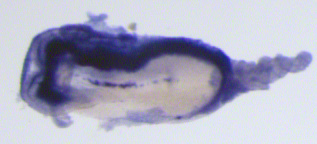 ShyloNatasha's tweet image. Are you the only person working on left-right patterning at your institution? Are you lonely and need a community to explore L-R patterning ideas? Are you behind on your literature? Join our journal club! stowersinstitute-my.sharepoint.com/:x:/g/personal… @devbiodelfi @gonca_erdemci @DanTGrimes @rburdine1