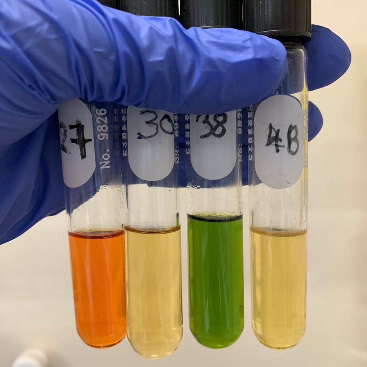 Learning lots about lipids down at <a href="/NuSeaLab/">The Nutrition and Seafood Laboratory</a>! Here’s some extractions from the diets I fed my corals during my last <a href="/SeaSim_AIMS/">SeaSim</a> experiment, can anyone guess what they are? <a href="/aims_gov_au/">Australian Institute of Marine Science</a> <a href="/jcu/">James Cook Uni</a> #aquaculture #coral #phd