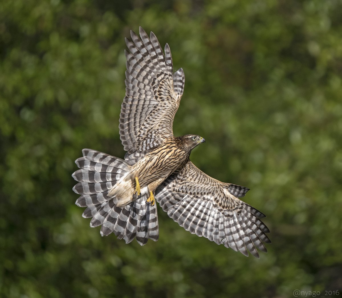 オオタカ #幼鳥 さん #飛翔 ♪ #NorthernGoshawk #鷹 #猛禽 #鳥 #野鳥