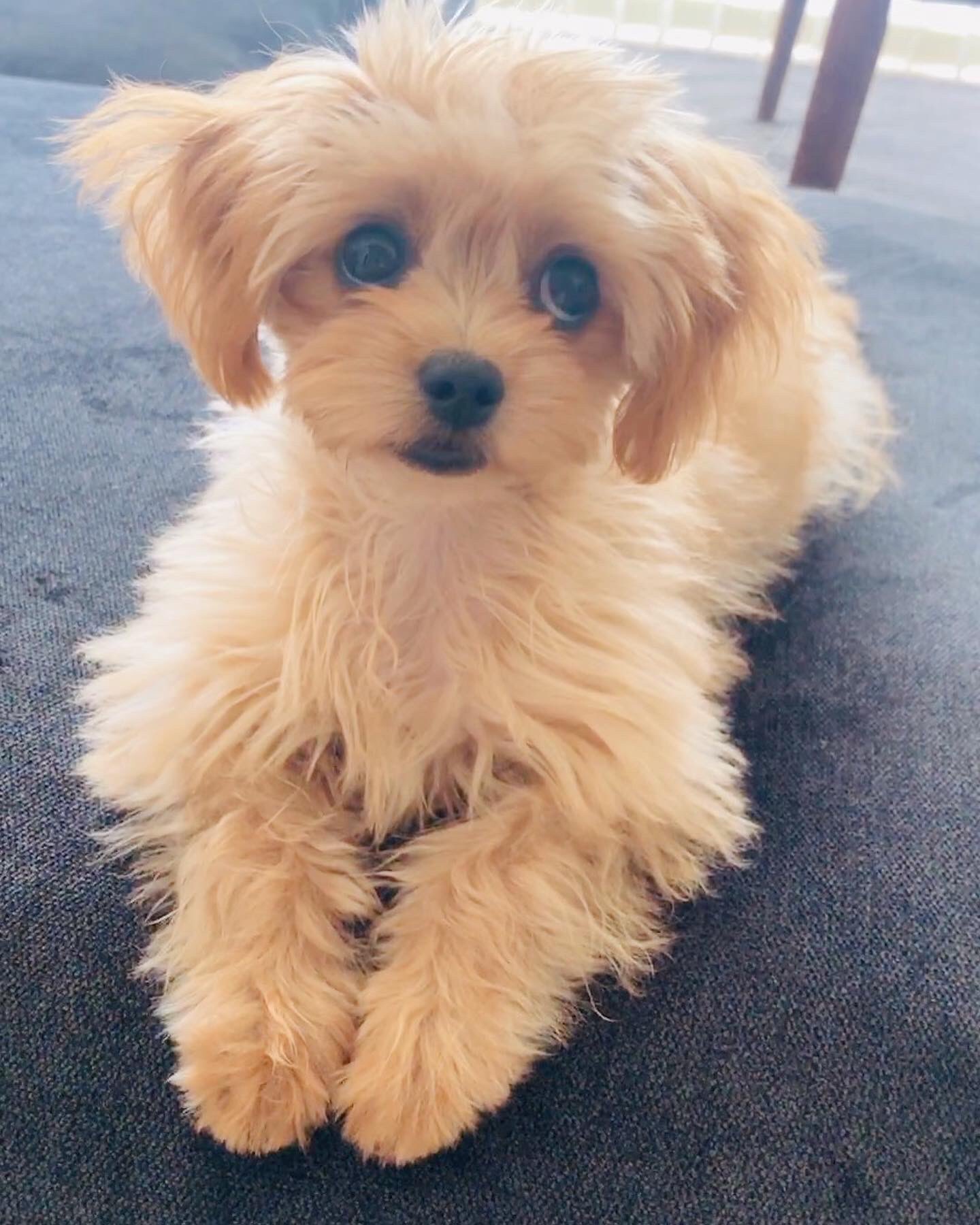 チワプーのアコ Chihuapoo Aco Twitter