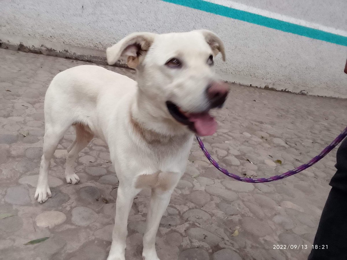 antroposlp's tweet photo. Hola

Se le esta buscando casa a este perrito, si alguien puede proporcionarle un hogar, mandanme mensaje, por fa. 

De lo contrario, les agradecería mucho si pudiera alguien compartir para poderle encontrar casita a esta bella criatura 😍🙏 https://t.co/xCsezy0ZuK