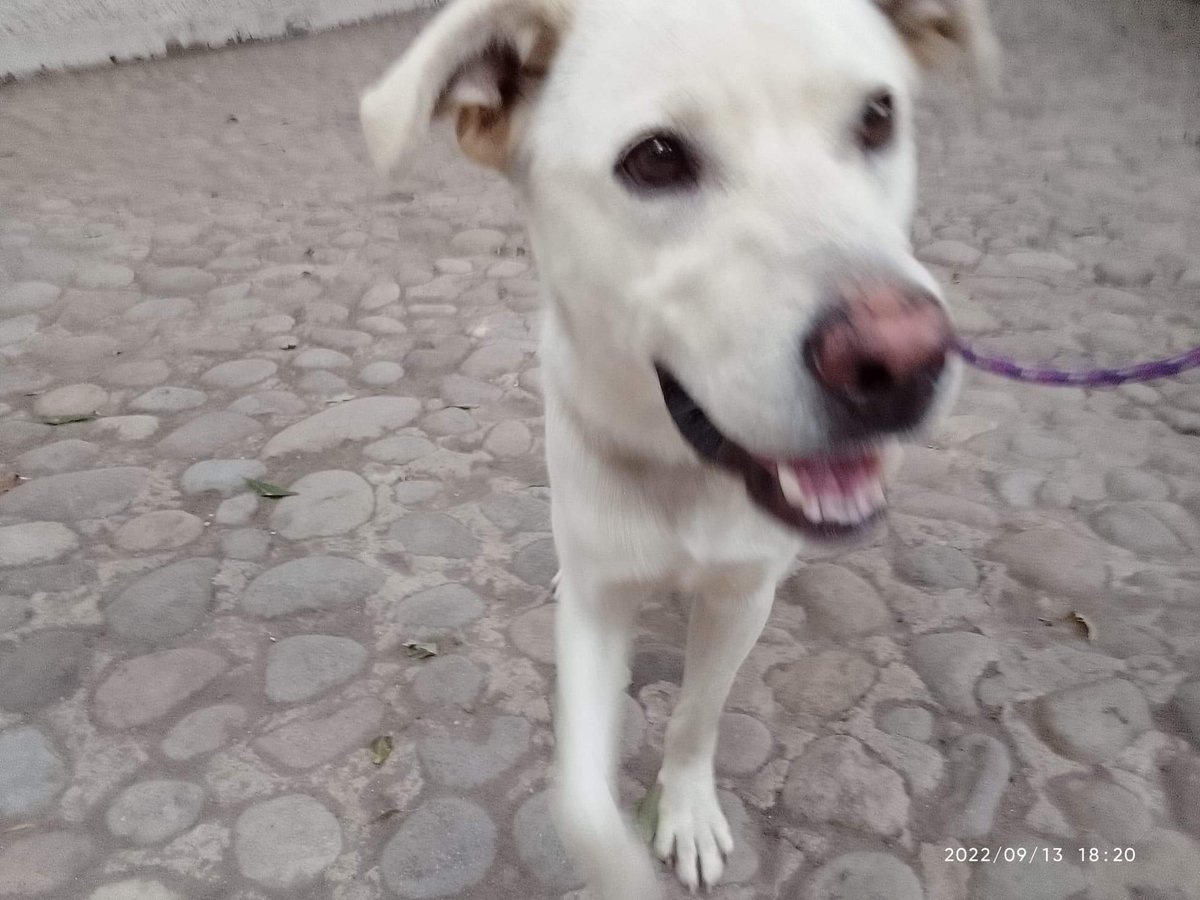 antroposlp's tweet photo. Hola

Se le esta buscando casa a este perrito, si alguien puede proporcionarle un hogar, mandanme mensaje, por fa. 

De lo contrario, les agradecería mucho si pudiera alguien compartir para poderle encontrar casita a esta bella criatura 😍🙏 https://t.co/xCsezy0ZuK