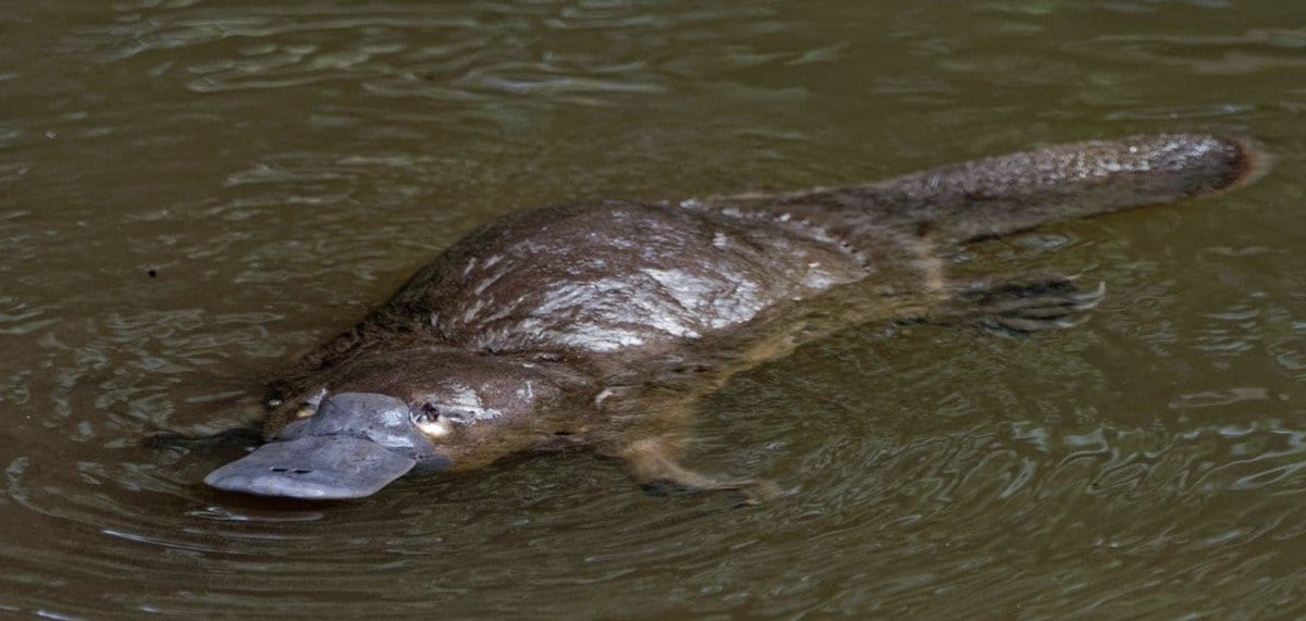 Tanya (@gonggasgirl) on Twitter photo Rural Generalist - perfectly evolved platypus <a href="/broomedocs/">Casey Parker</a>.
Yes they are amazing:
Mammals that lay eggs.
No nipples - sweats out milk from skin for young.
No stomach - has to eat all day.
No teeth.
Swims underwater with eyes closed.
Small but can kill.
Glow in the dark.
#CODA22 Rural Generalist - perfectly evolved platypus <a href="/broomedocs/">Casey Parker</a>.
Yes they are amazing:
Mammals that lay eggs.
No nipples - sweats out milk from skin for young.
No stomach - has to eat all day.
No teeth.
Swims underwater with eyes closed.
Small but can kill.
Glow in the dark.
#CODA22