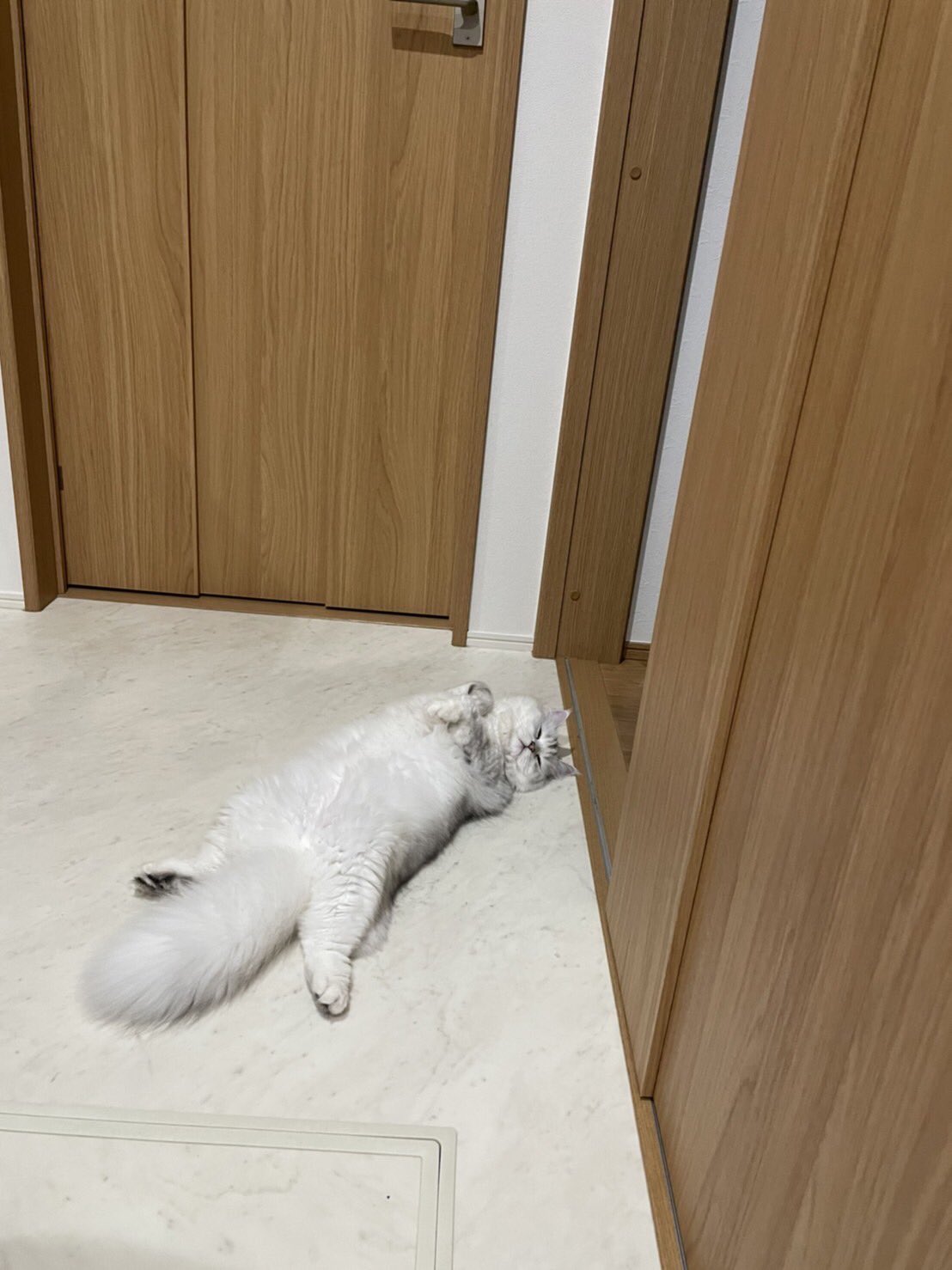 同化する猫 Twitter Search Twitter