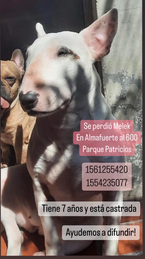 Me ayudan a difundir?
Se perdió en barrio  Parque Patricios . Sigue sin aparecer 😢🙏
@valeriaschapira <a href="/TucuLopez/">Tucu López</a> <a href="/elcampito/">El Campito Refugio</a> <a href="/refugioenalerta/">refugioenalerta</a> <a href="/rescatesenadop/">S.O.S Refugios y Rescates</a> <a href="/matildablanco/">Matilda Blanco</a> <a href="/pavesioluis/">Luis Pavesio</a> <a href="/hernanlirio/">Hernán Lirio</a>
