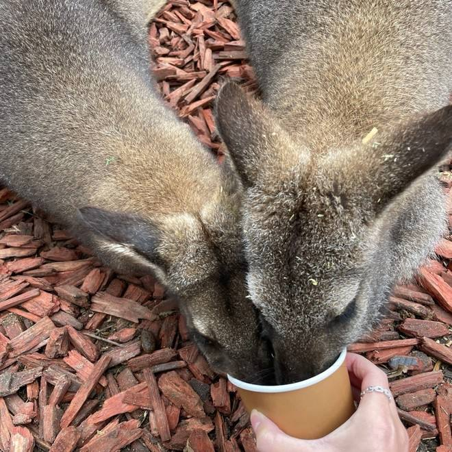 Nicky71191952's tweet photo. 私の男の子と。🤭🤪
#Kangaroo https://t.co/NtHQZEU9fc