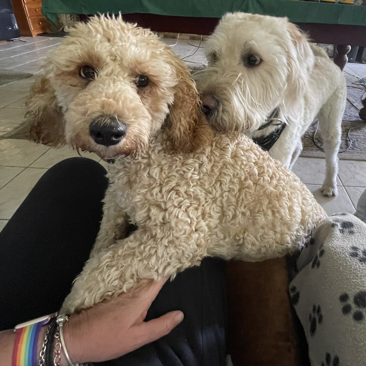 sandyhunter2's tweet photo. My favourite Labradoodles finally meet. Had a fun day together. ❤️😍#DogsOnTwitter #labradoodles #dogsareperfect https://t.co/8r6ghWJC0a
