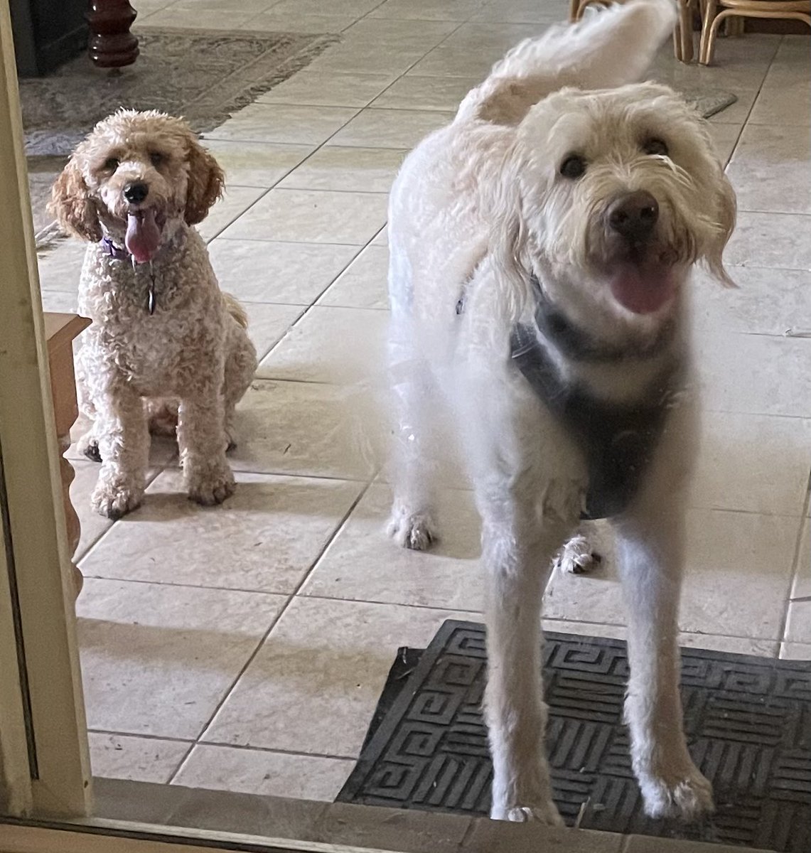 sandyhunter2's tweet photo. My favourite Labradoodles finally meet. Had a fun day together. ❤️😍#DogsOnTwitter #labradoodles #dogsareperfect https://t.co/8r6ghWJC0a