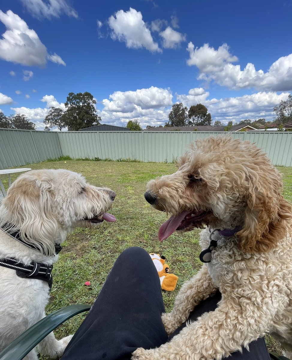 sandyhunter2's tweet photo. My favourite Labradoodles finally meet. Had a fun day together. ❤️😍#DogsOnTwitter #labradoodles #dogsareperfect https://t.co/8r6ghWJC0a