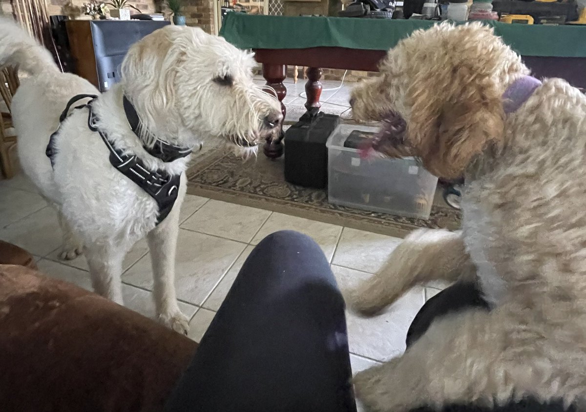 sandyhunter2's tweet photo. My favourite Labradoodles finally meet. Had a fun day together. ❤️😍#DogsOnTwitter #labradoodles #dogsareperfect https://t.co/8r6ghWJC0a