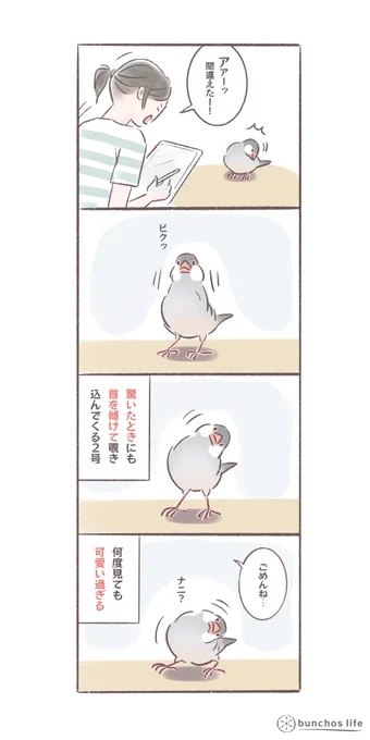 ちょっと驚いたときにも「ナニー?」と首を傾げてくる2号
定期的に見たくなる可愛い仕草
#文鳥 
#bunchoslife 
#4コマ漫画 