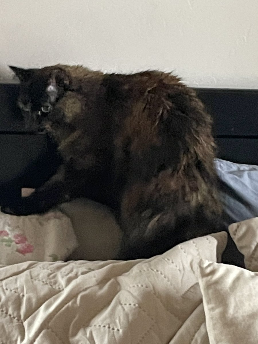 Lettuce saw some things