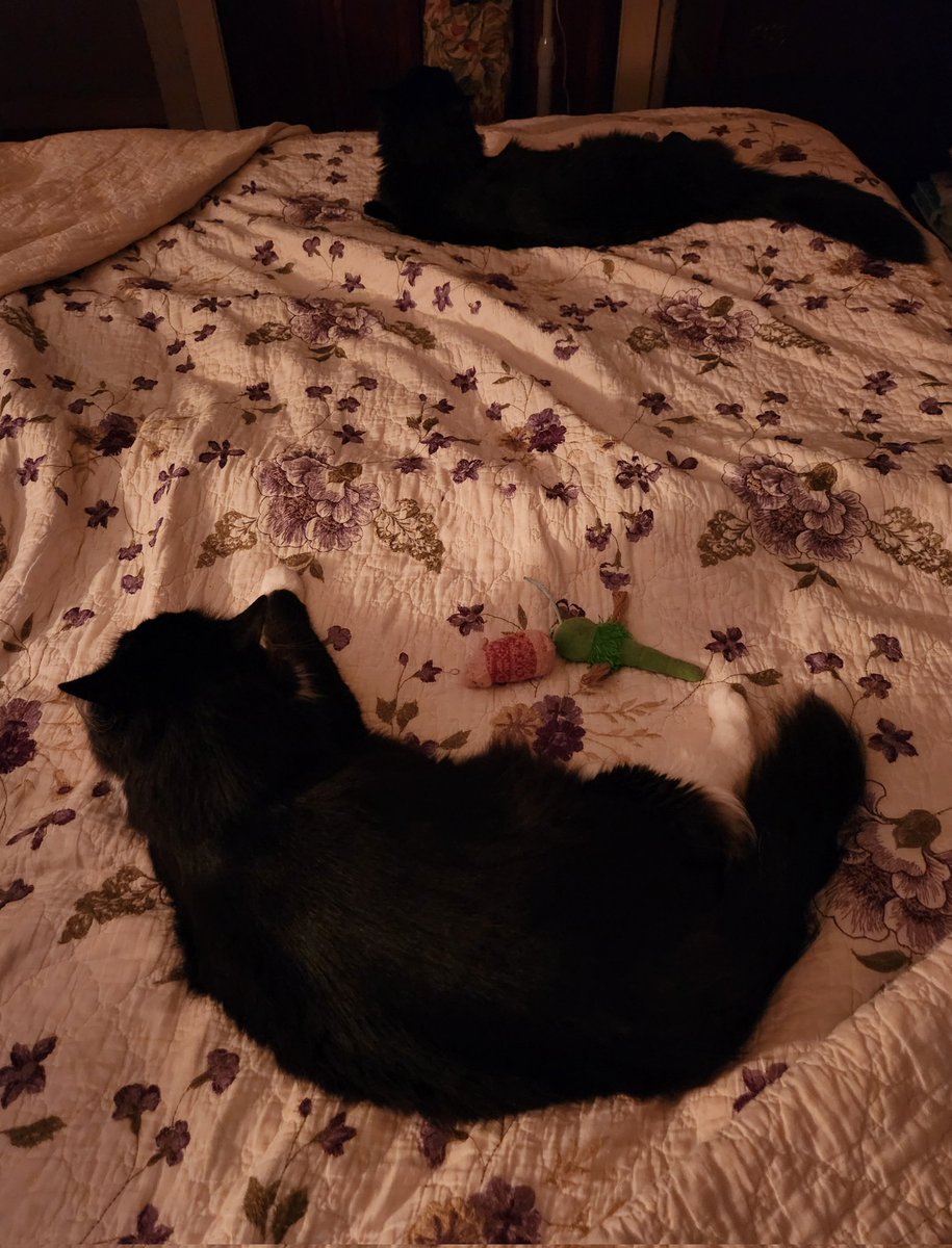 HaggisandNessie's tweet photo. Sorry mom, no room for you
#ourbed #cantshare #siblingkitties #AdoptDontShop #CatsOfTwitter #blackcatsoftwitter https://t.co/DNDbbjeTXh