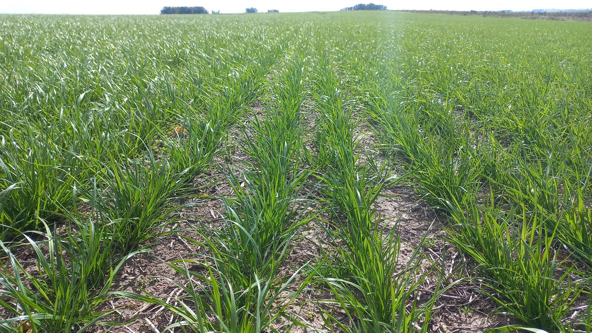 Germinar tweet media