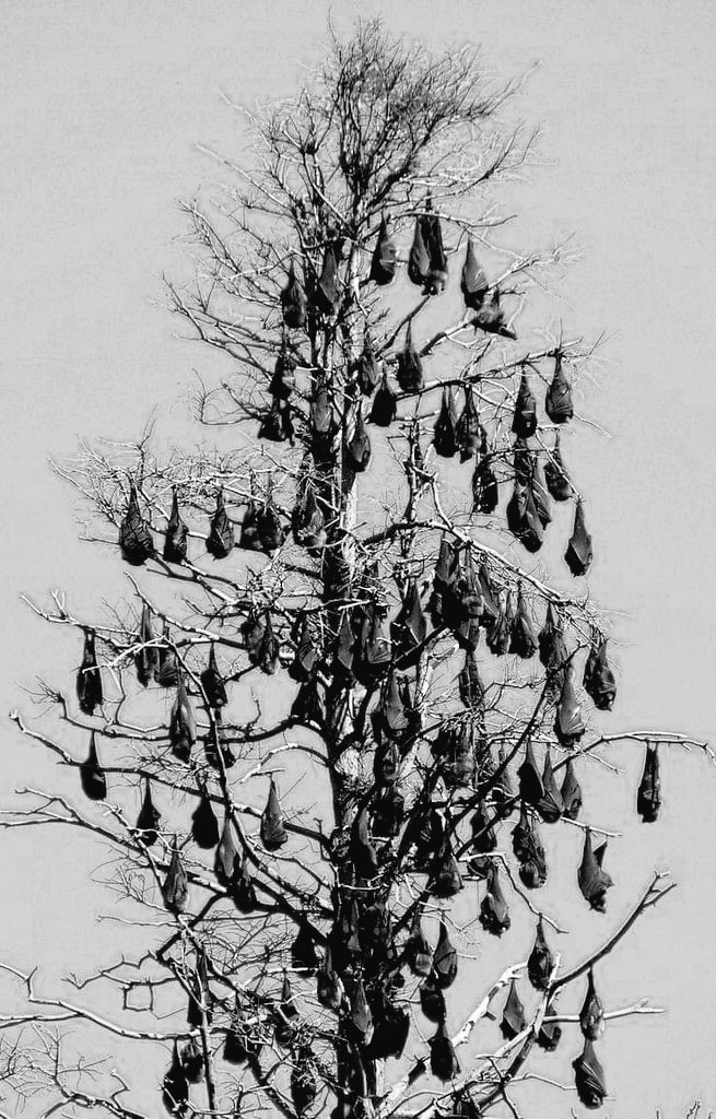 earthstoriez's tweet photo. #battree https://t.co/lxL4jbwZOt