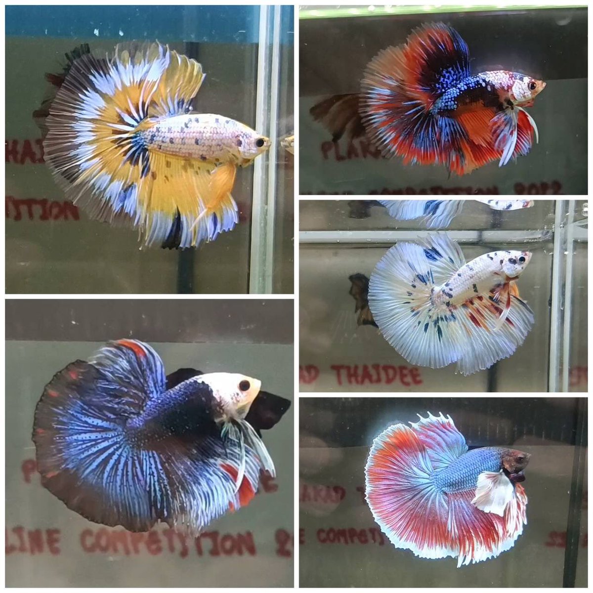 MammossB's tweet photo. ฝากร้านค่ะ FB:MamMoss Betta #bettafish https://t.co/fAJQz1U2vR