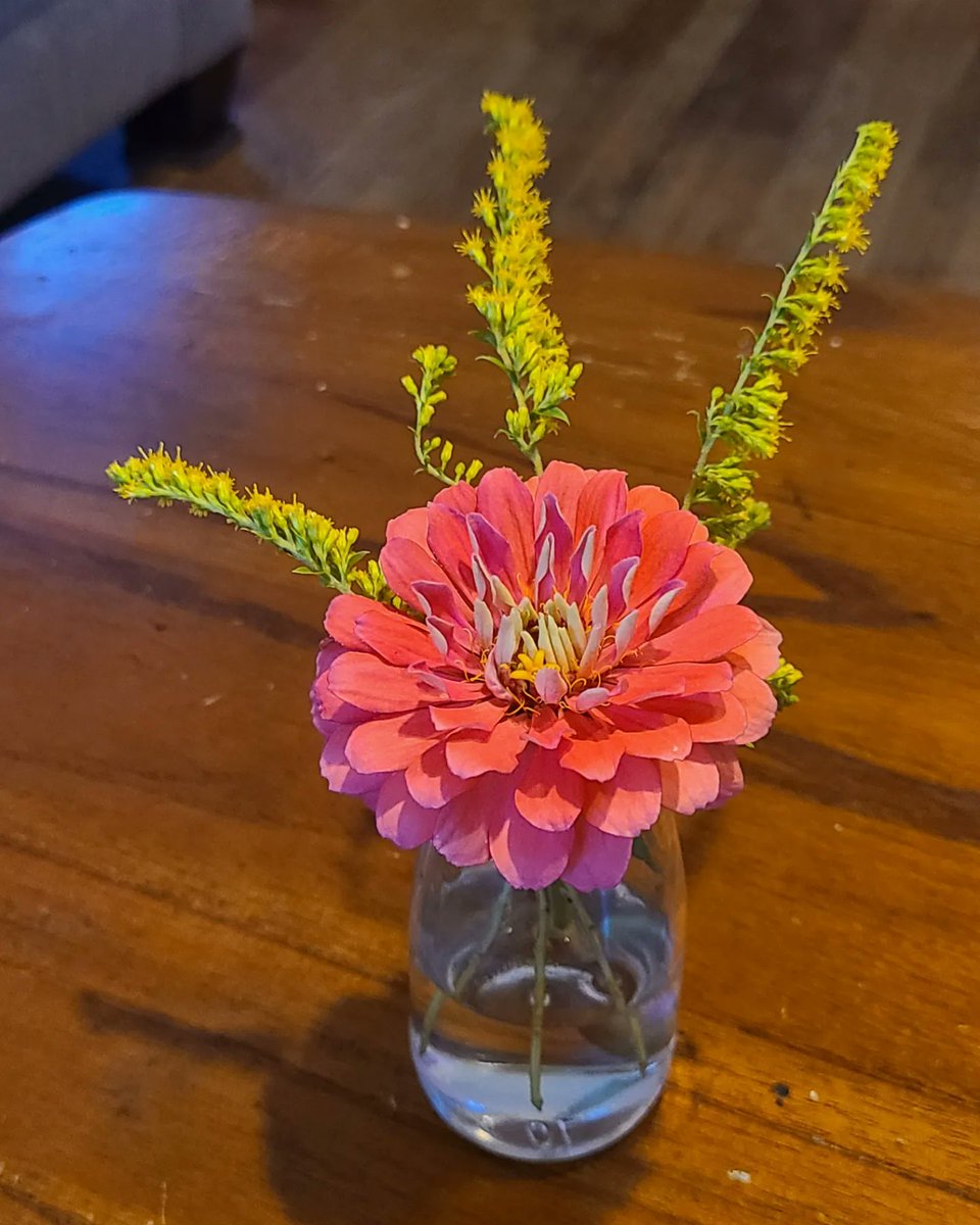 Night & day flowers
Harvested from my garden
A tiny bouquet
#haikusday #haiku #floralarrangement #minibouquet #growyourown #youdeserveflowers