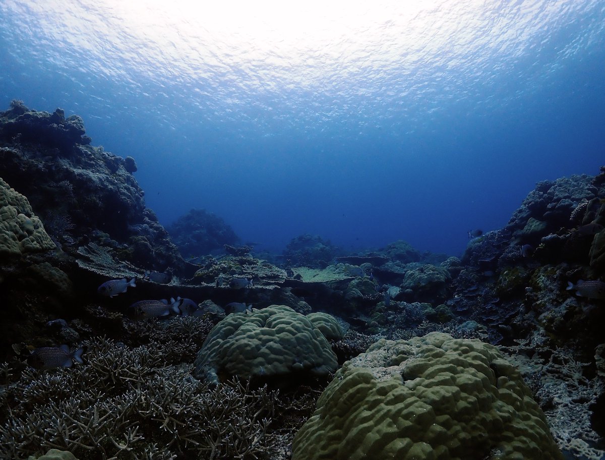 Liam Lachs tweet media