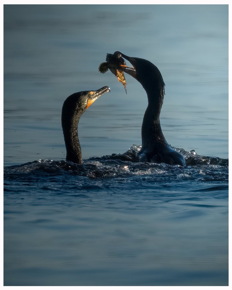 Cormorants spar over an evening snack on the shores of Vancouver Island - 

#vancouverisland #canada #BritishColumbia #Emmys