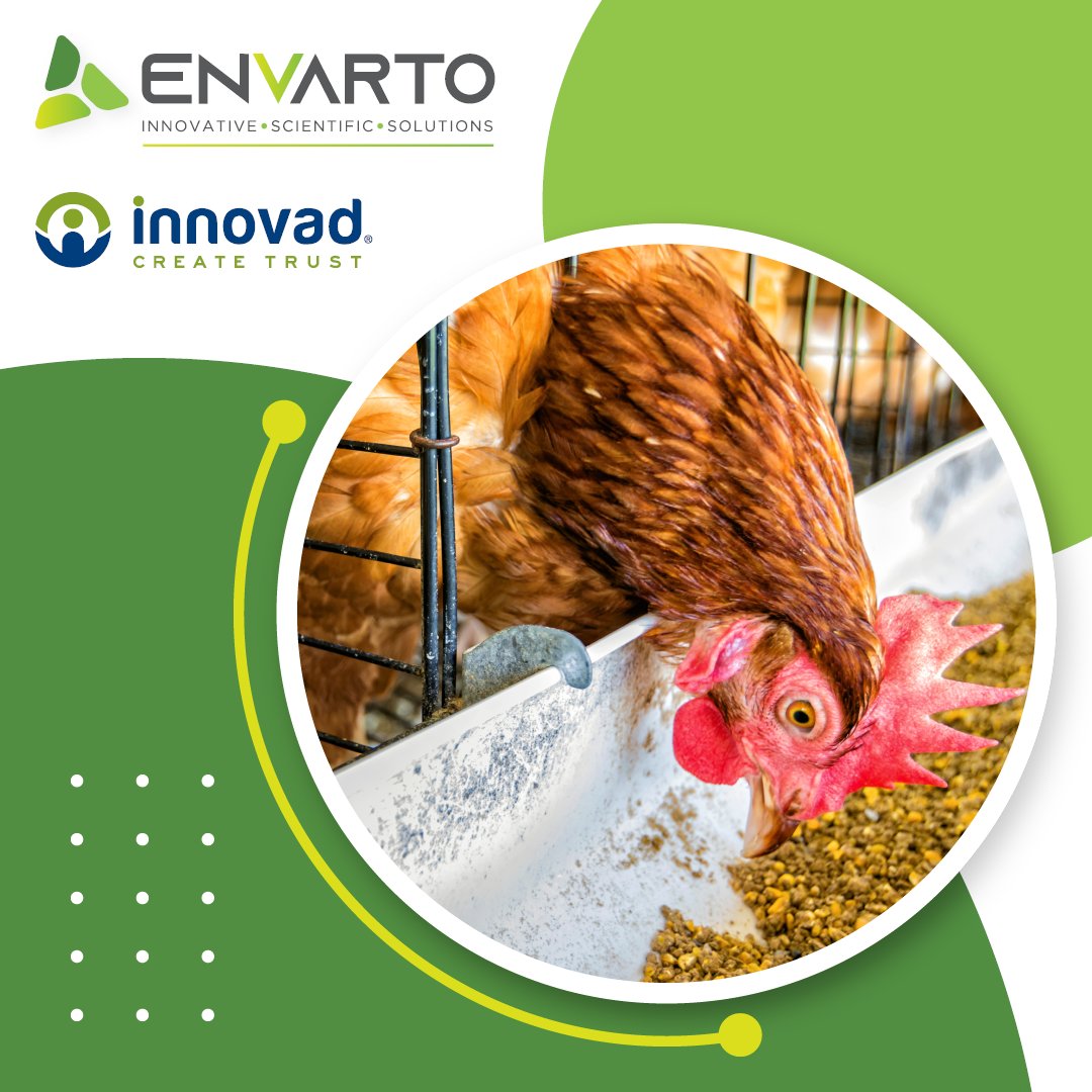 envarto's tweet image. A layer’s liver condition is critical to improving egg production. With Escent® S from @Innovadsa, a positive impact on the liver can be achieved, which increases egg weight.

For more info, contact ENVARTO at ☎️ 012 664 0532 or 📧 info@envarto.co.za.

 #mycotoxinmanagement