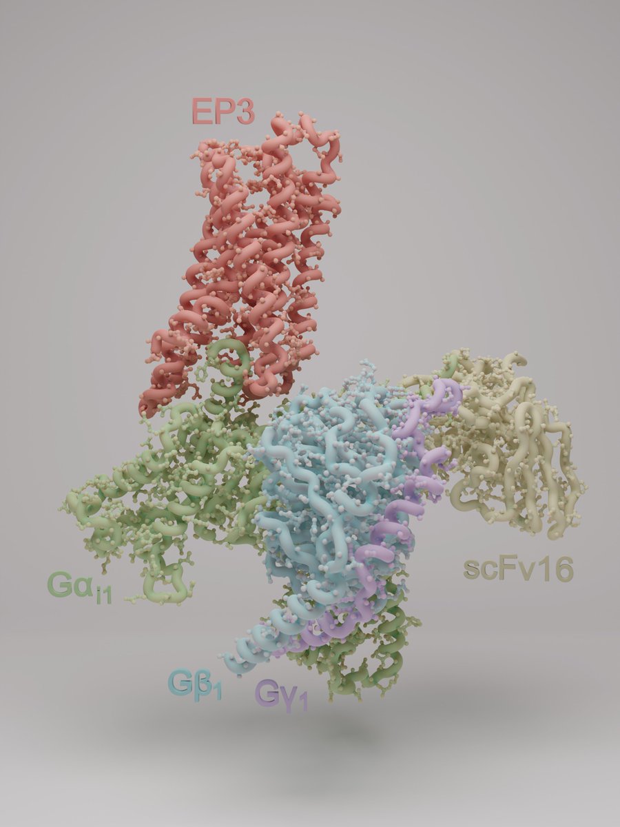関西医大の寿野先生との共同研究成果が、論文として発表されました。一緒にクライオ電顕解析に取り組ませていただいて、とても勉強になっています。

おめでとうございます！