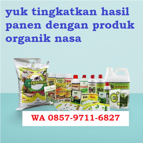 BeasiswaCerdas's tweet photo. AGEN PUPUK NASA DI YOGYAKARTA https://t.co/jNunL2p9wi https://t.co/EbH8k71kNP