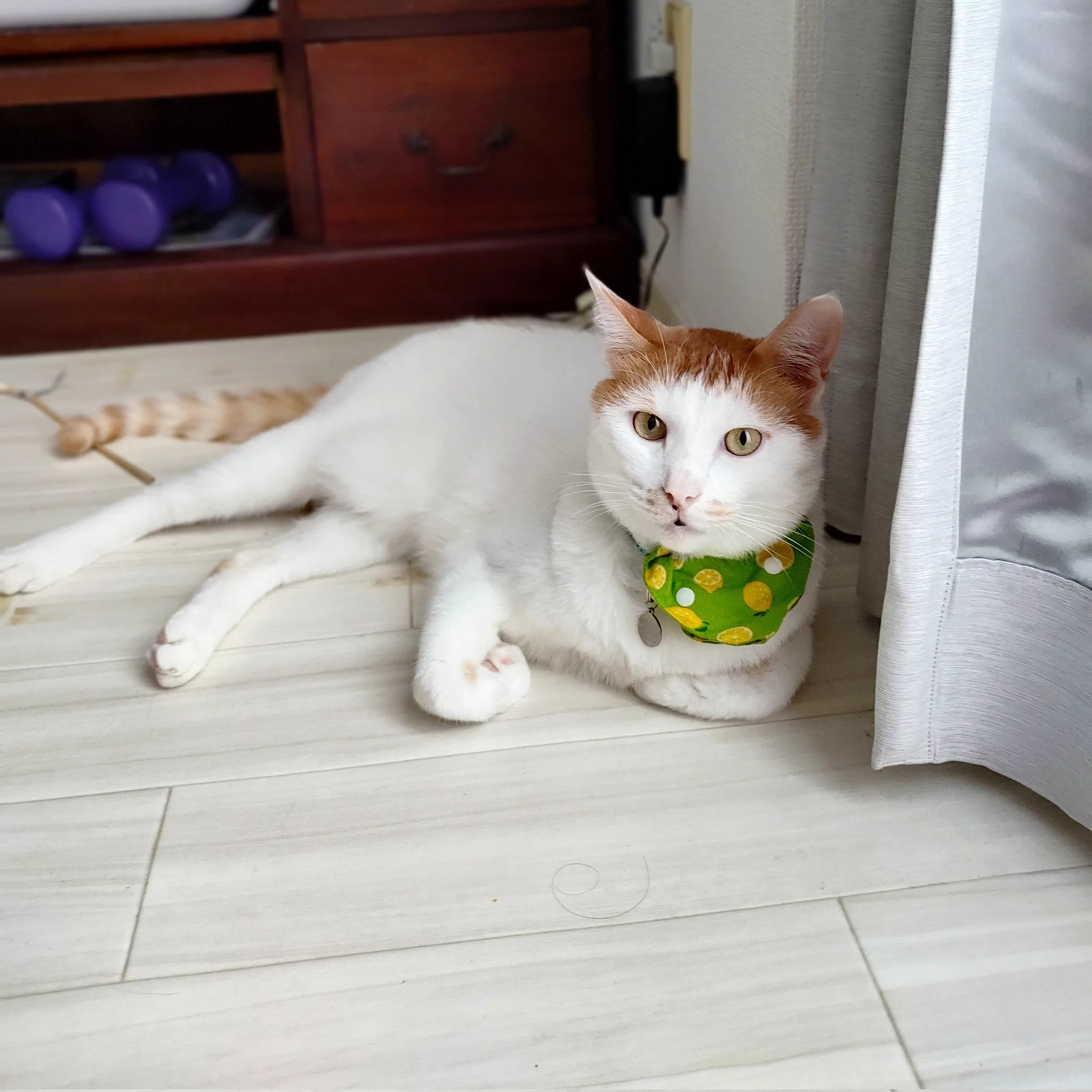 野生では寿命5年位だが飼育下では25年生きるのか…オレと同じだな、ウォンバットくん🐨  