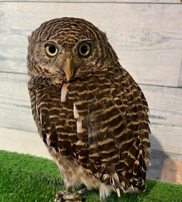 Country owl Owl Countryowl Twitter Country owl Owl Countryowl Twitter