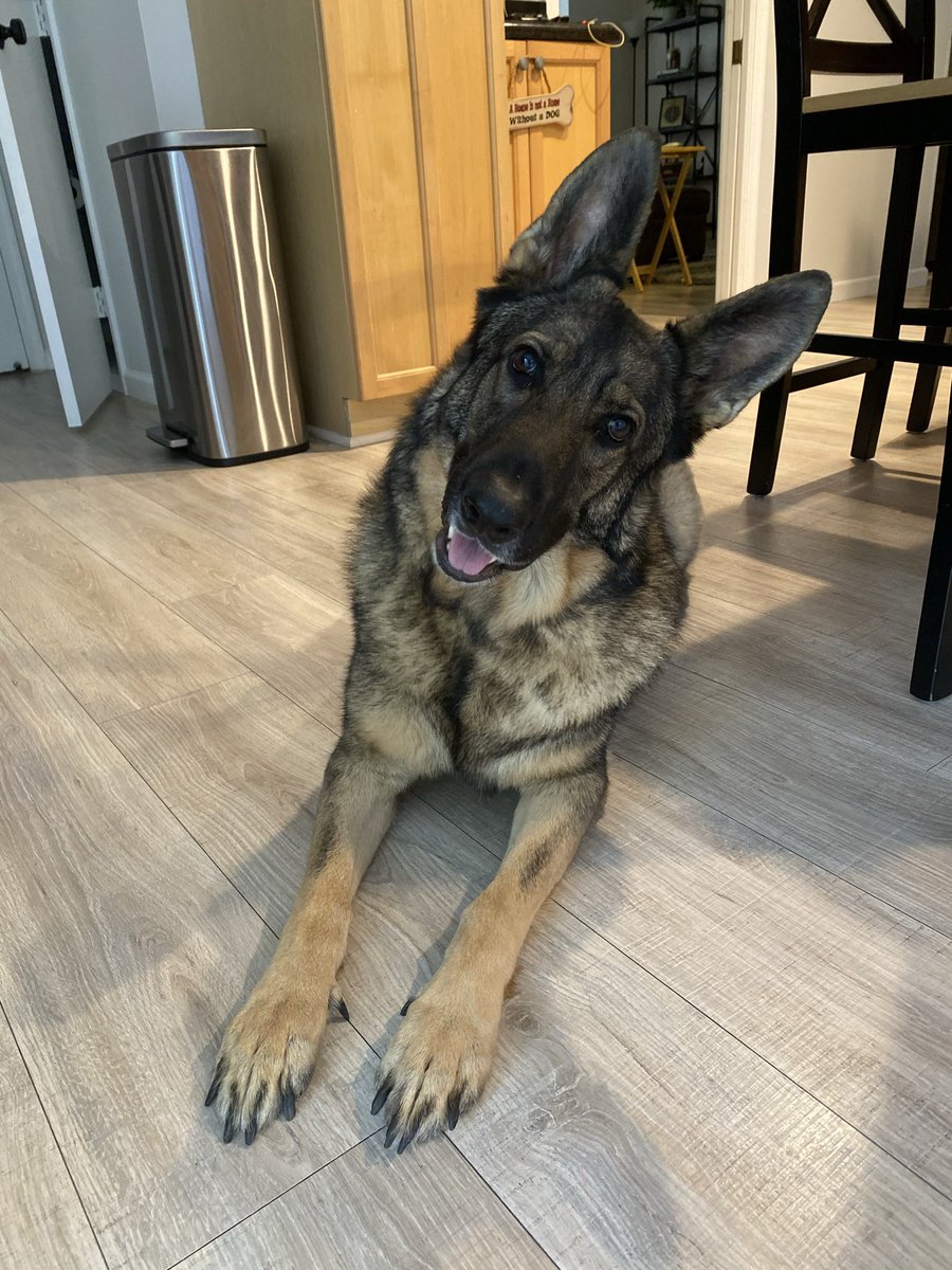 Danielley1's tweet photo. But like....how freaking adorable is my dog?  🤓🥰 https://t.co/0v7ztDwVoz