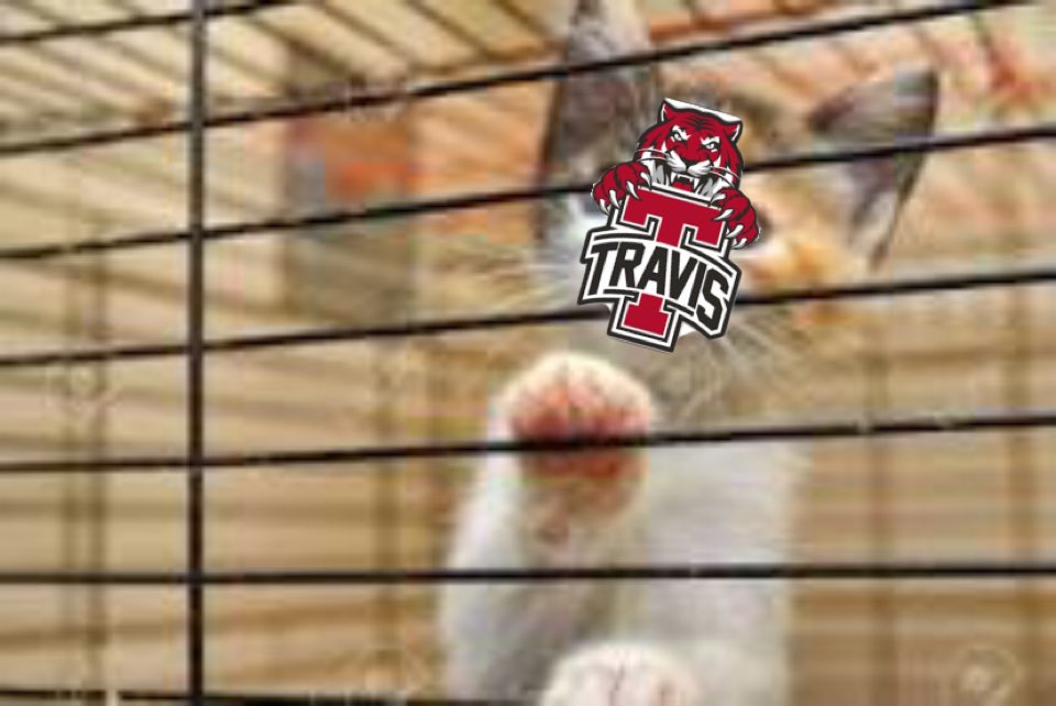 Put the Kitties back in their cage!! #AUSTINISD <a href="/AustinBulldogVB/">Ft. Bend Austin Volleyball</a> <a href="/k_goodman13/">K Goodman</a> <a href="/adell_murray05/">Adell Murray</a>