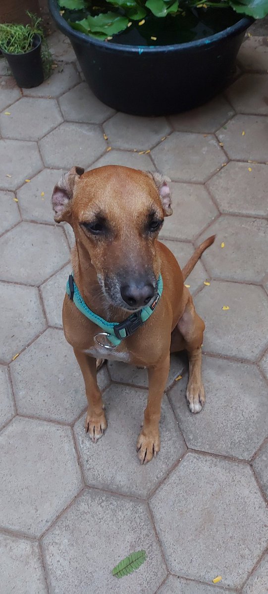 krithikasivasw's tweet photo. Caesar (yea yea he was named by someone when he was a pup now i can't change it. Dosent respond if i call him Mani) finally agrees to wear a collar like a good boy so that he is safe from the corporation.
#straysofindia
#indiebreeds #kombai
#AdoptDontShop https://t.co/Jh3X5jvmgJ