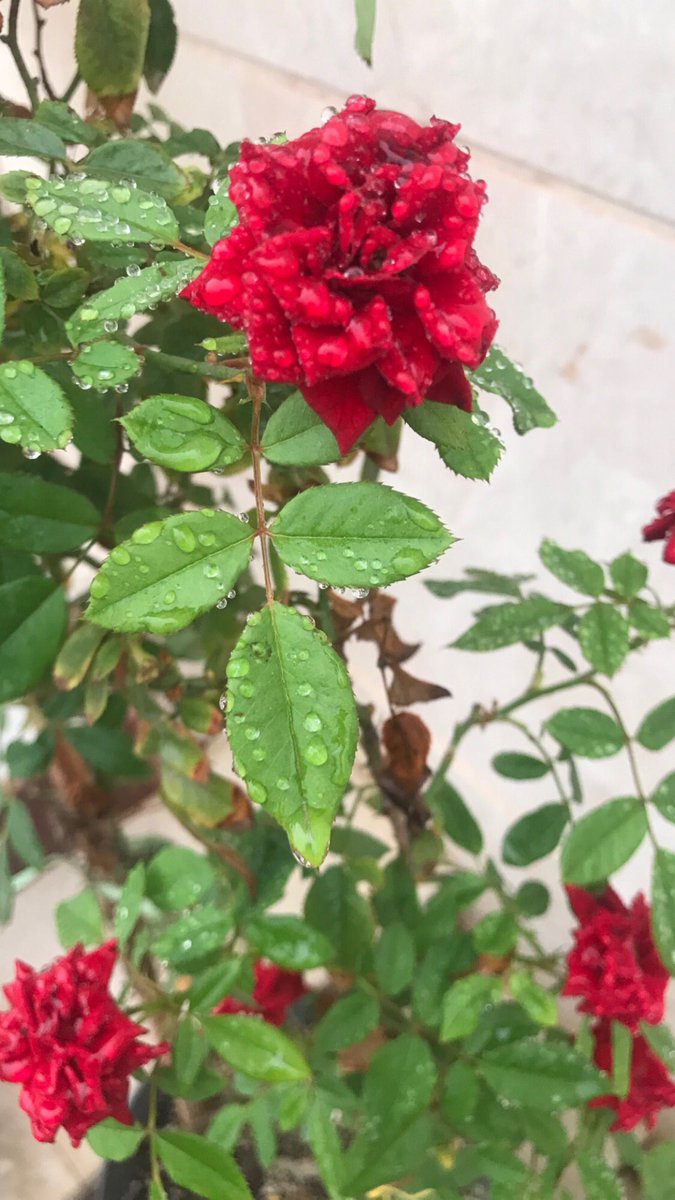 ﮼صباح ﮼الجوري 🌺

#صباح_الخيرᅠ #الجوري #BayernBarca #برشلونة_ميونخ 
#محافظة_ظفار #سلطنة_عمان 🌺