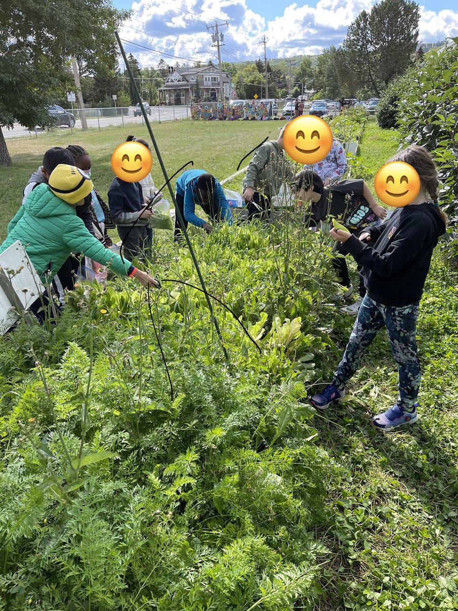 4_belpark's tweet photo. This week our students spent time in our school garden harvesting the lettuce, cucumbers and carrots.🥕🥬Afterwards we made a delicious salad and then used this as a procedural writing experience on how to make a salad. We are so grateful for this outdoor learning space! #BelPark https://t.co/mr7uNpqakQ