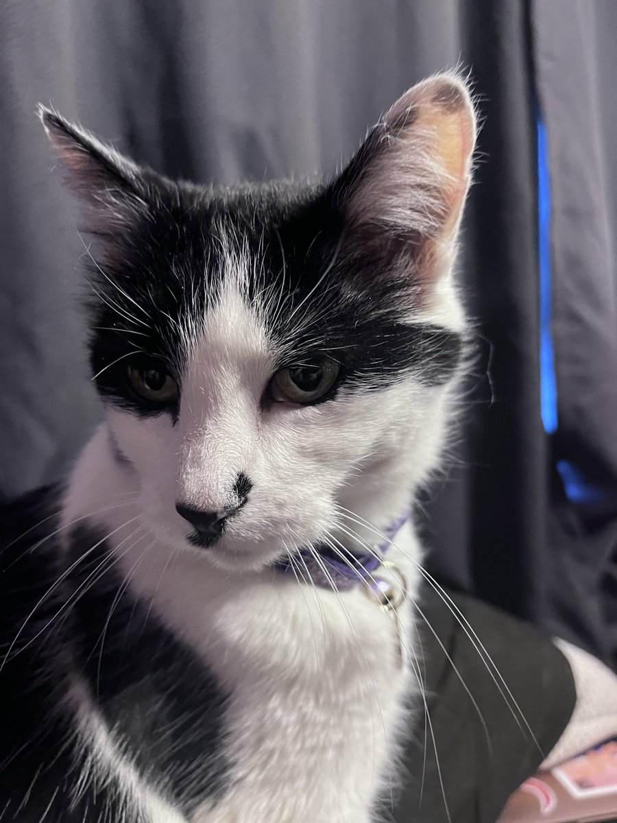 da smoochers tweet media