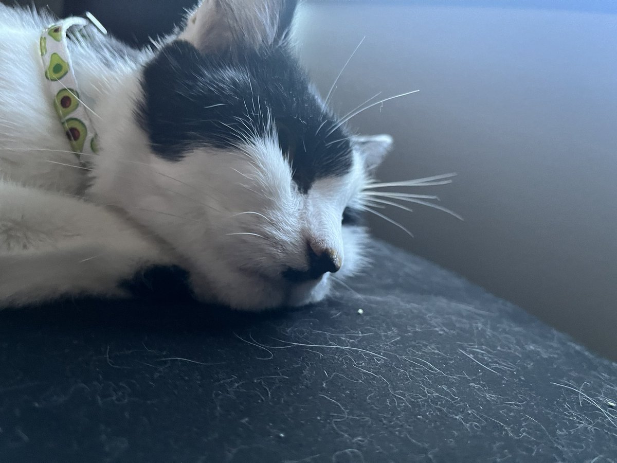 da smoochers tweet media