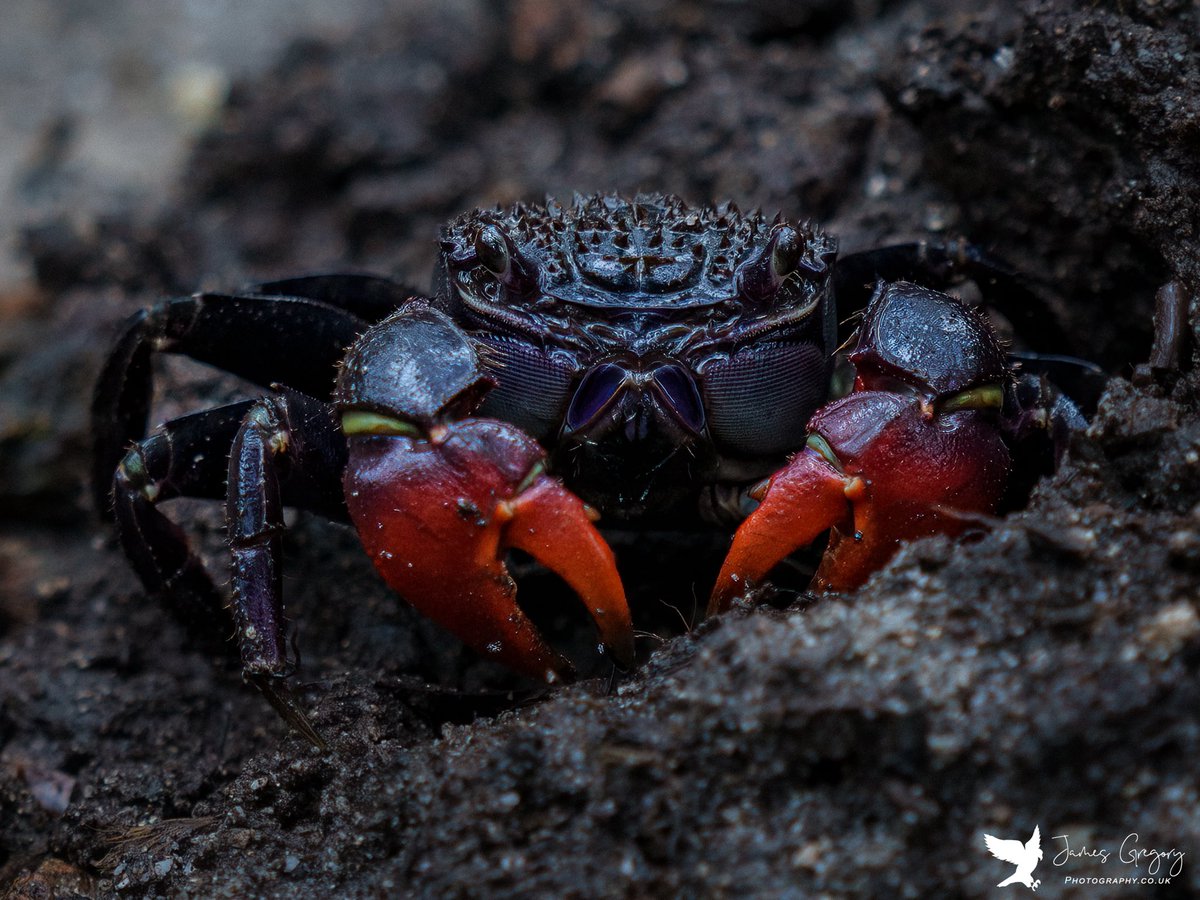 jamesgregoryph's tweet photo. ‘Red Clawed’ Crab (Koh Chang, Thailand)

#redclaw #crab #TwitterNatureCommunity #asianwildlife #asiannature #thailand #naturelovers @SonyAlphaShots #BBCWildlifePOTD @natgeowild @NatGeoPhotos @NatGeoMag https://t.co/blSALlxBrR