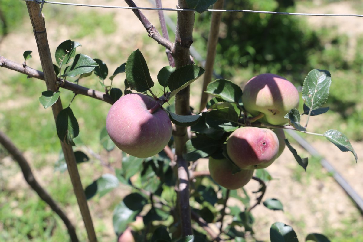 NCCSPGoN's tweet photo. It's good to see the project interventions are showing results. 
We are happy to see the fuji apple started bearing fruit in Sinja Rural Municipality-1.
@UKinNepal 
@climatechange https://t.co/7gXRm30BrT