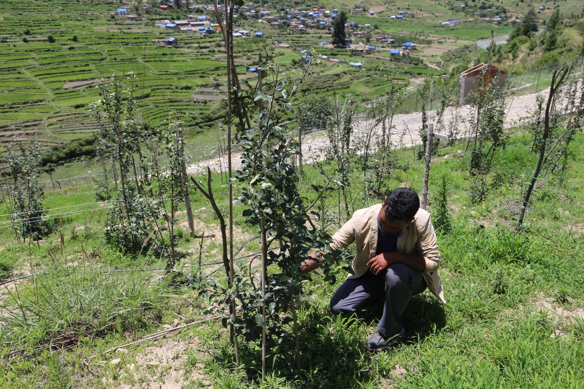 It's good to see the project interventions are showing results. 
We are happy to see the fuji apple started bearing fruit in Sinja Rural Municipality-1.
<a href="/UKinNepal/">UK in Nepal 🇬🇧🇳🇵</a> 
<a href="/climatechange/">Climate Change</a>